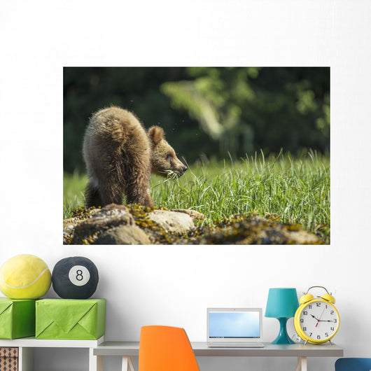 Young Grizzly Bear Wall Decal