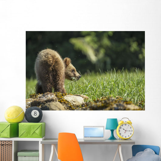 Young Grizzly Bear Wall Decal