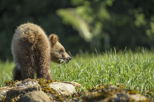 Young Grizzly Bear Wall Decal