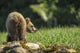 Young Grizzly Bear Wall Decal