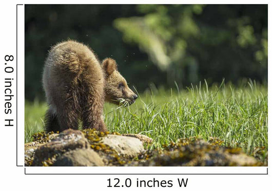 Young Grizzly Bear Wall Decal