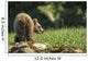 Young Grizzly Bear Wall Decal