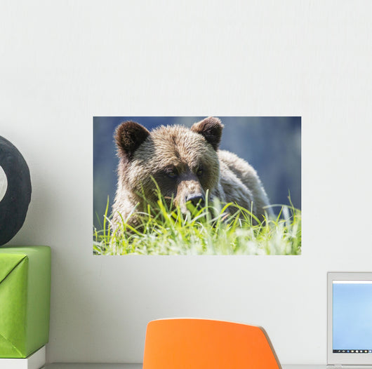 Grizzly Bear Wall Decal Design 2