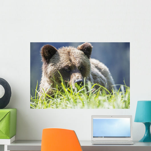 Grizzly Bear Wall Decal Design 2