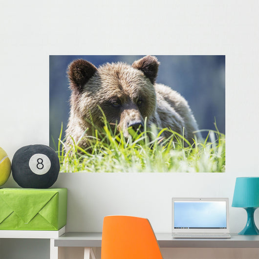 Grizzly Bear Wall Decal Design 2