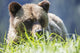 Grizzly Bear Wall Decal Design 2