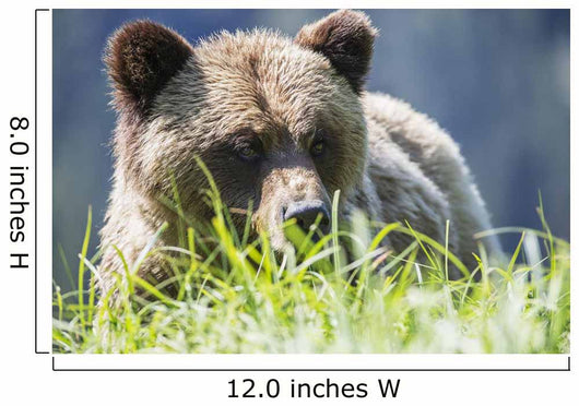 Grizzly Bear Wall Decal Design 2