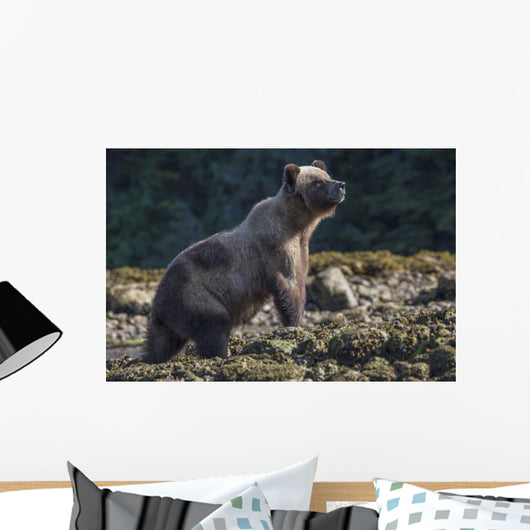Grizzly Bear Wall Decal Design 1