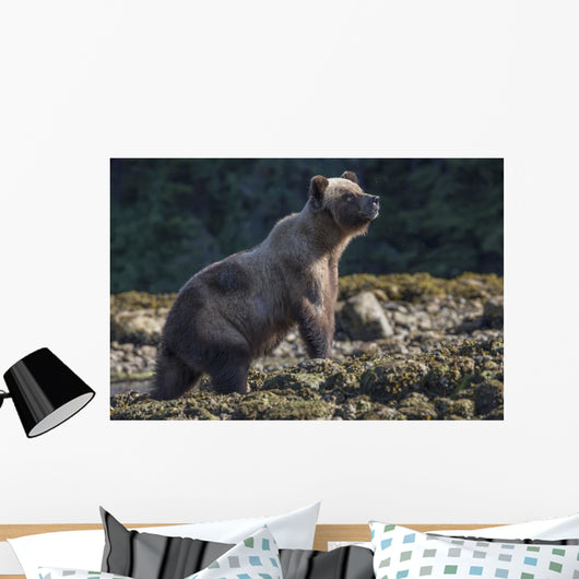 Grizzly Bear Wall Decal Design 1