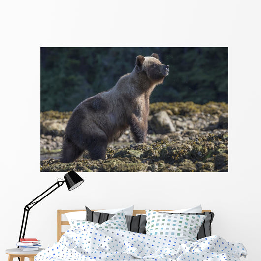 Grizzly Bear Wall Decal Design 1