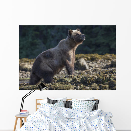 Grizzly Bear Wall Decal Design 1