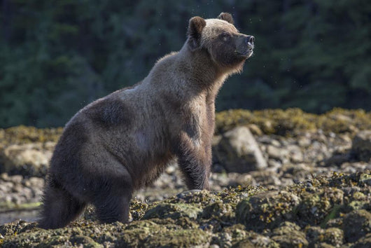 Grizzly Bear Wall Decal Design 1