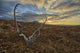 Caribou Antler Lies Silence Wall Decal