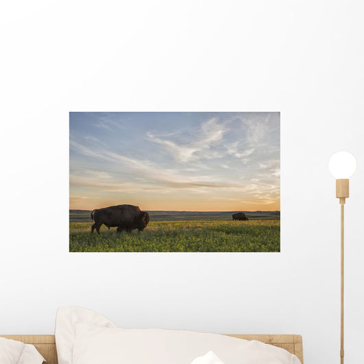 Bison Roam Plains Sunset Wall Decal