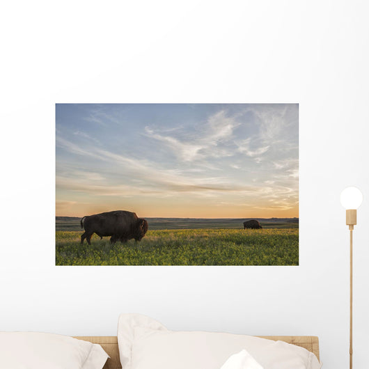 Bison Roam Plains Sunset Wall Decal