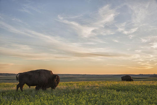 Bison Roam Plains Sunset Wall Decal