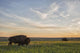 Bison Roam Plains Sunset Wall Decal