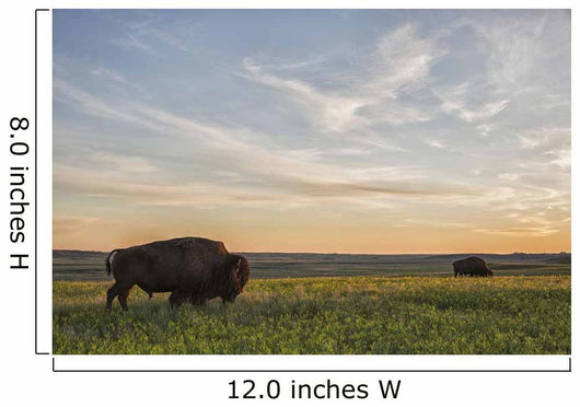 Bison Roam Plains Sunset Wall Decal