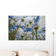 Looking up Daisies for Wall Decal