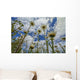 Looking up Daisies for Wall Decal