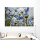 Looking up Daisies for Wall Decal