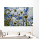 Looking up Daisies for Wall Decal