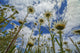 Looking up Daisies for Wall Decal