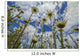 Looking up Daisies for Wall Decal