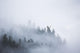 Fog Shrouded Trees Wall Decal