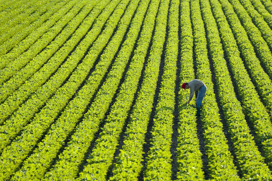 Farmer Walking through Large Wall Decal
