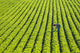 Farmer Walking through Large Wall Decal