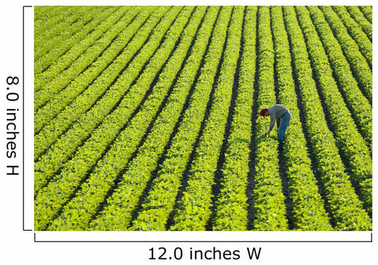 Farmer Walking through Large Wall Decal