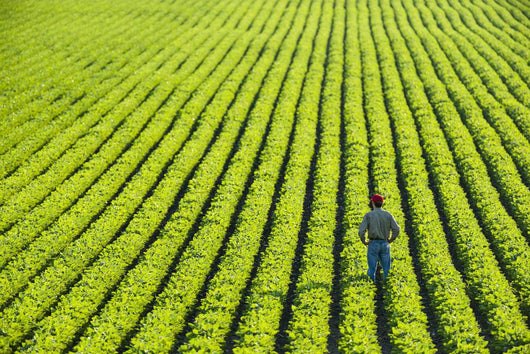 Portrait Farmer Walking through Wall Decal Design 2