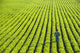 Portrait Farmer Walking through Wall Decal Design 2
