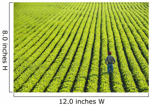 Portrait Farmer Walking through Wall Decal Design 2