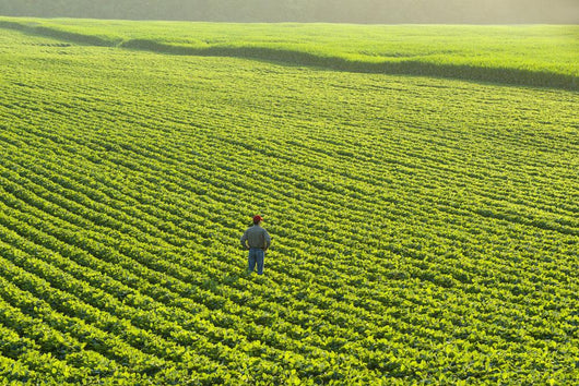 Portrait Farmer Walking through Wall Decal Design 1