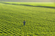 Portrait Farmer Walking through Wall Decal Design 1