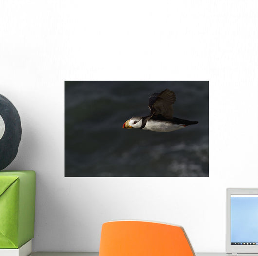Horned Puffin Flight over Wall Decal