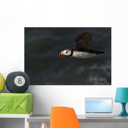 Horned Puffin Flight over Wall Decal