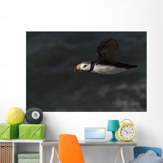 Horned Puffin Flight over Wall Decal