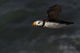 Horned Puffin Flight over Wall Decal