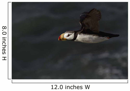 Horned Puffin Flight over Wall Decal