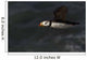 Horned Puffin Flight over Wall Decal