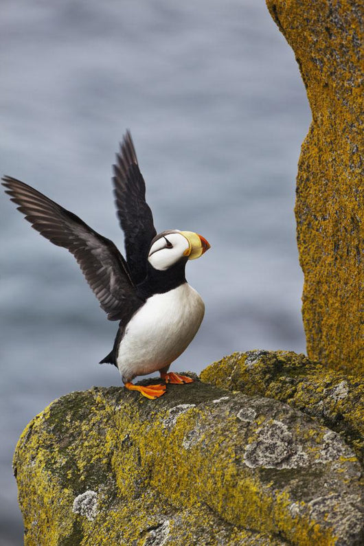 Horned Puffin Standing Lichen-covered Wall Decal