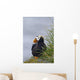 Tufted Puffin Sitting Boulder Wall Decal