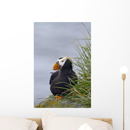 Tufted Puffin Sitting Boulder Wall Decal