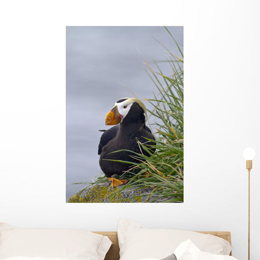 Tufted Puffin Sitting Boulder Wall Decal