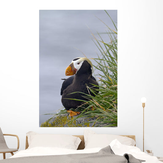 Tufted Puffin Sitting Boulder Wall Decal