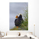 Tufted Puffin Sitting Boulder Wall Decal