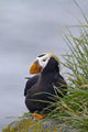 Tufted Puffin Sitting Boulder Wall Decal